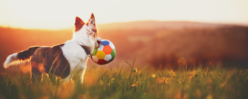 Panorama,,Portrait,Of,A,Cute,Young,Dog,With,A,Ball,