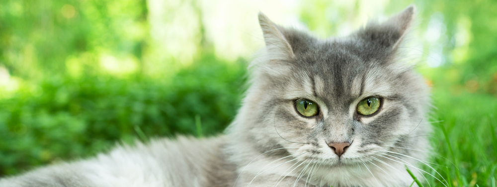 Cat,With,Green,Eyes,And,Grey,Fur,In,Summer,Grass